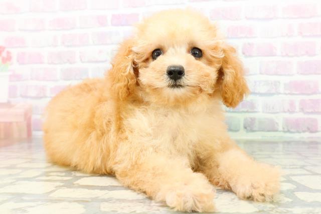 福井県のトイプードル(トイ) (Coo&RIKU福井店/2026年6月13日生まれ/男の子/アプリコット)の子犬の3枚目の画像