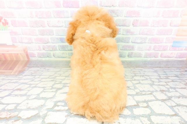 福井県のトイプードル(トイ) (Coo&RIKU福井店/2026年6月13日生まれ/男の子/アプリコット)の子犬の4枚目の画像