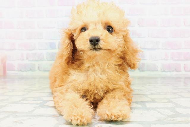 宮城県のトイプードル(トイ) (Coo&RIKU石巻店/2026年6月13日生まれ/女の子/アプリコット)の子犬の1枚目の画像