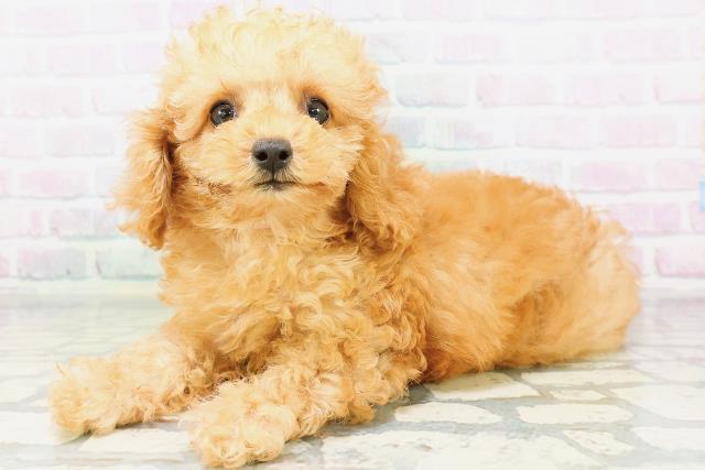 宮城県のトイプードル(トイ) (Coo&RIKU石巻店/2026年6月13日生まれ/女の子/アプリコット)の子犬の2枚目の画像