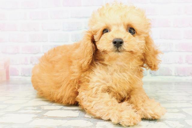 宮城県のトイプードル(トイ) (Coo&RIKU石巻店/2026年6月13日生まれ/女の子/アプリコット)の子犬の3枚目の画像