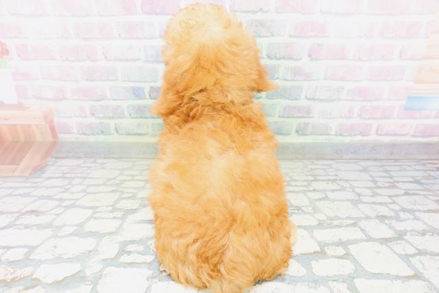 宮城県のトイプードル(トイ) (Coo&RIKU石巻店/2026年6月13日生まれ/女の子/アプリコット)の子犬の4枚目の画像