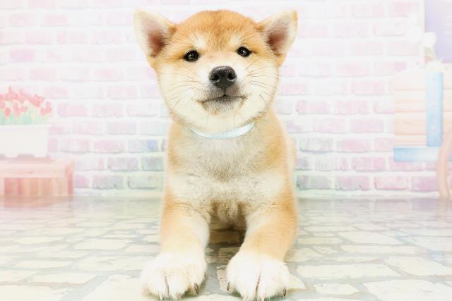 柴犬