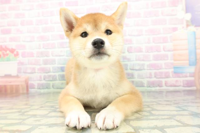 埼玉県の柴犬(標準サイズ) (Coo&RIKUアニマルケアセンター大宮/2026年6月13日生まれ/女の子/赤)の子犬の1枚目の画像