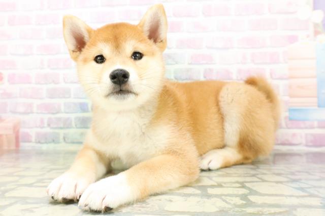 埼玉県の柴犬(標準サイズ) (Coo&RIKUアニマルケアセンター大宮/2026年6月13日生まれ/女の子/赤)の子犬の2枚目の画像