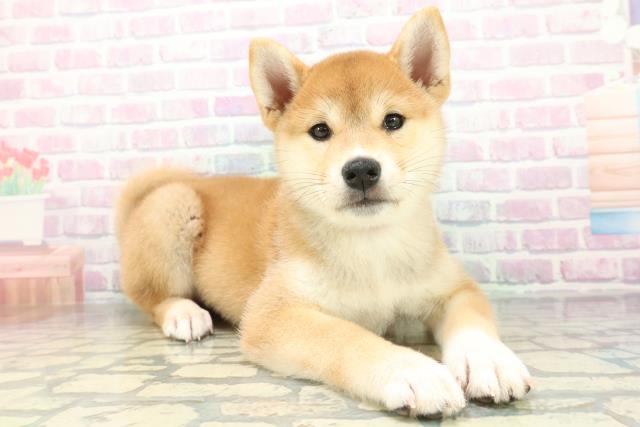 埼玉県の柴犬(標準サイズ) (Coo&RIKUアニマルケアセンター大宮/2026年6月13日生まれ/女の子/赤)の子犬の3枚目の画像