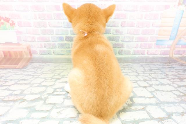 埼玉県の柴犬(標準サイズ) (Coo&RIKUアニマルケアセンター大宮/2026年6月13日生まれ/女の子/赤)の子犬の4枚目の画像