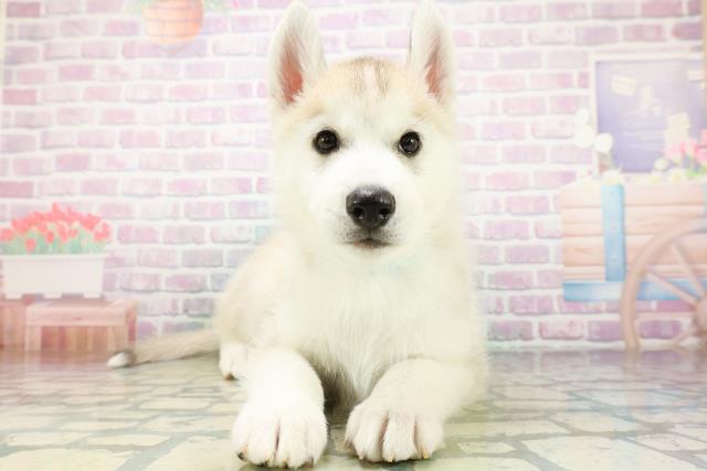 北海道のシベリアンハスキー (Coo&RIKU札幌東店/2026年6月13日生まれ/男の子/シルバーホワイト)の子犬の1枚目の画像