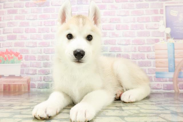 北海道のシベリアンハスキー (Coo&RIKU札幌東店/2026年6月13日生まれ/男の子/シルバーホワイト)の子犬の2枚目の画像