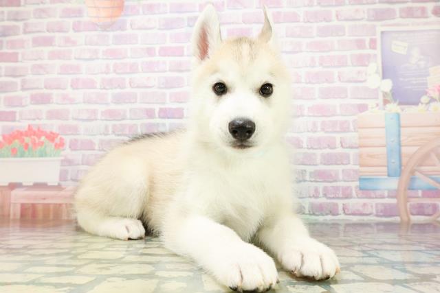 北海道のシベリアンハスキー (Coo&RIKU札幌東店/2026年6月13日生まれ/男の子/シルバーホワイト)の子犬の3枚目の画像