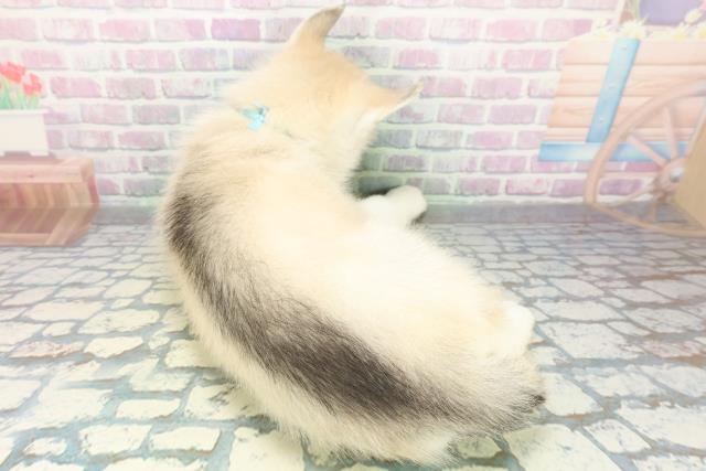 北海道のシベリアンハスキー (Coo&RIKU札幌東店/2026年6月13日生まれ/男の子/シルバーホワイト)の子犬の4枚目の画像
