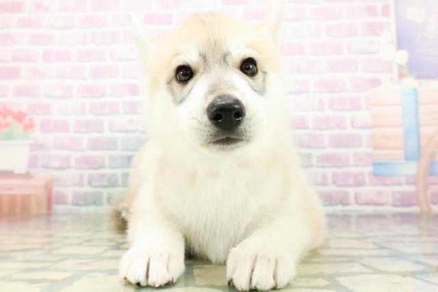 山形県のシベリアンハスキー (Coo&RIKU山形店/2026年6月13日生まれ/女の子/シルバーホワイト)の子犬の1枚目の画像