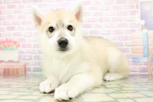 山形県のシベリアンハスキー (Coo&RIKU山形店/2026年6月13日生まれ/女の子/シルバーホワイト)の子犬の2枚目の画像