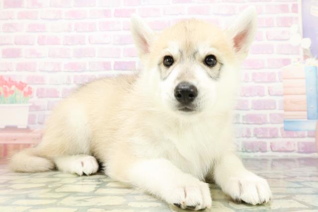 山形県のシベリアンハスキー (Coo&RIKU山形店/2026年6月13日生まれ/女の子/シルバーホワイト)の子犬の3枚目の画像