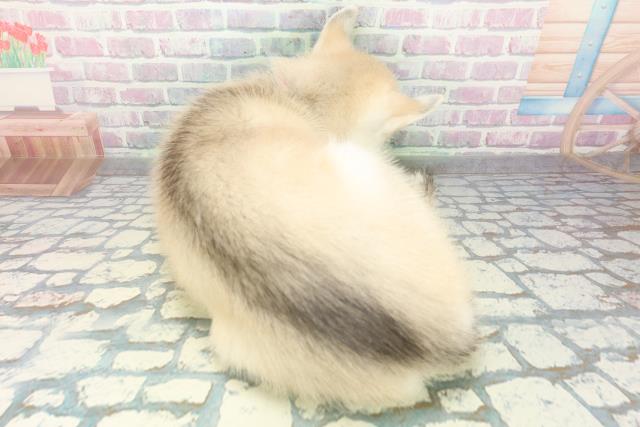 山形県のシベリアンハスキー (Coo&RIKU山形店/2026年6月13日生まれ/女の子/シルバーホワイト)の子犬の4枚目の画像