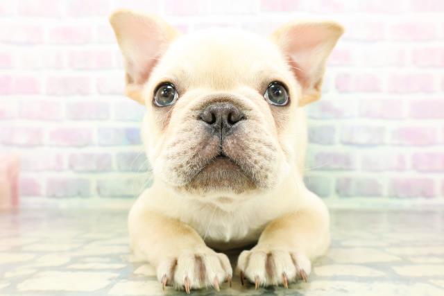 福井県のフレンチブルドッグ (Coo&RIKU福井店/2026年6月15日生まれ/男の子/クリーム)の子犬の1枚目の画像