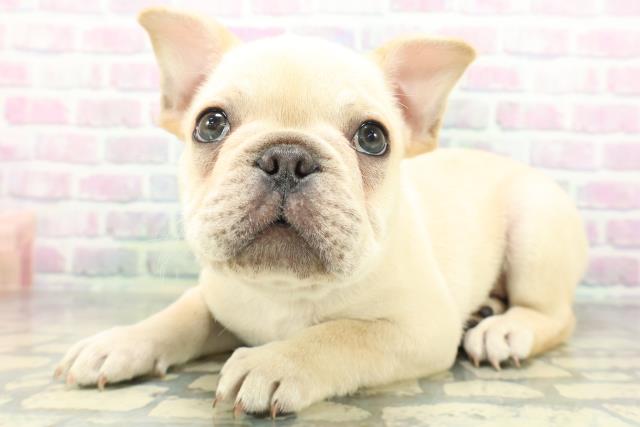 福井県のフレンチブルドッグ (Coo&RIKU福井店/2026年6月15日生まれ/男の子/クリーム)の子犬の2枚目の画像