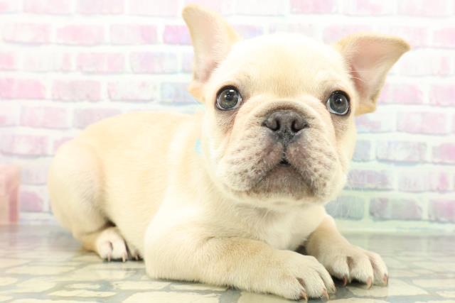 福井県のフレンチブルドッグ (Coo&RIKU福井店/2026年6月15日生まれ/男の子/クリーム)の子犬の3枚目の画像