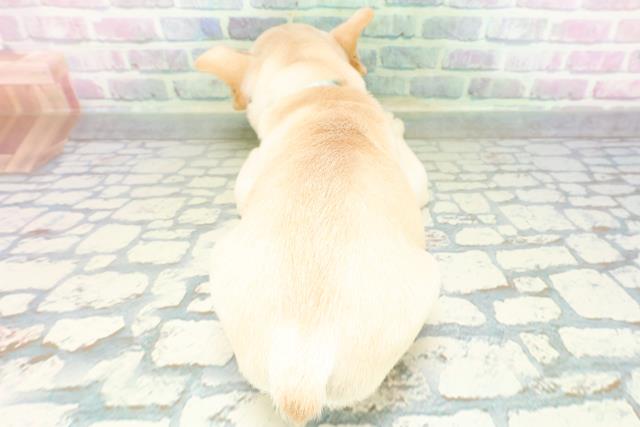 福井県のフレンチブルドッグ (Coo&RIKU福井店/2026年6月15日生まれ/男の子/クリーム)の子犬の4枚目の画像
