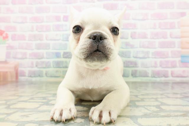 北海道のフレンチブルドッグ (Coo&RIKU函館店/2026年6月15日生まれ/女の子/クリーム)の子犬の1枚目の画像