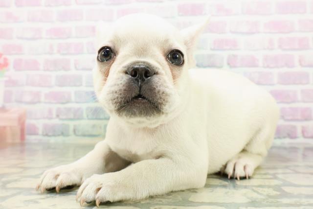 北海道のフレンチブルドッグ (Coo&RIKU函館店/2026年6月15日生まれ/女の子/クリーム)の子犬の2枚目の画像