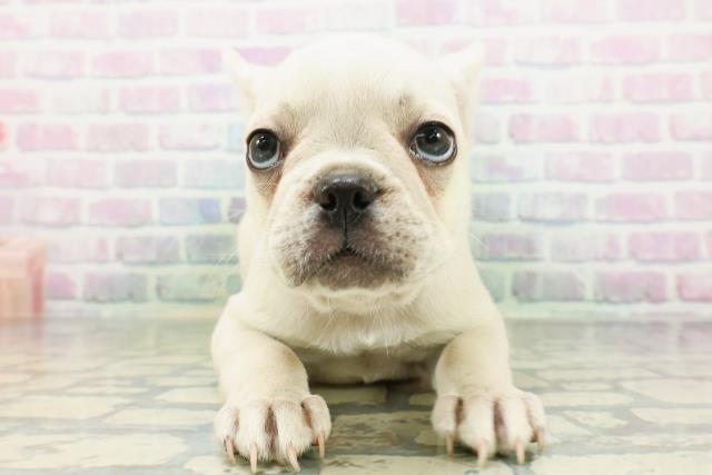 石川県のフレンチブルドッグ (Coo&RIKU金沢店/2026年6月15日生まれ/女の子/クリーム)の子犬の1枚目の画像