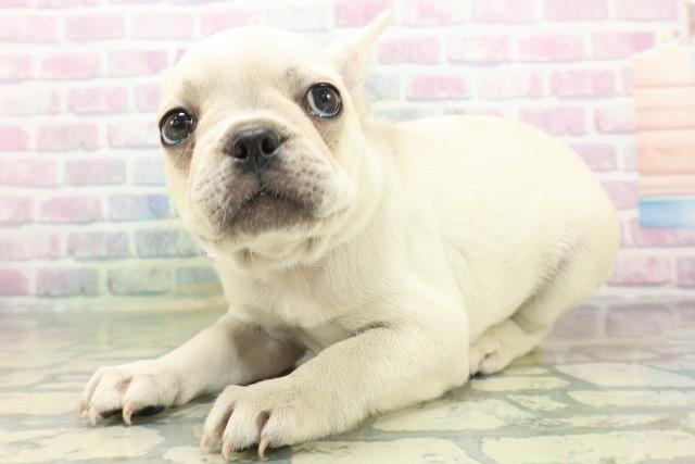 石川県のフレンチブルドッグ (Coo&RIKU金沢店/2026年6月15日生まれ/女の子/クリーム)の子犬の2枚目の画像