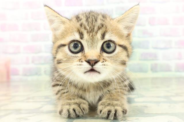 新潟県のミヌエット (Coo&RIKU長岡店/2026年6月14日生まれ/男の子/ブラウンタビー)の子猫の1枚目の画像