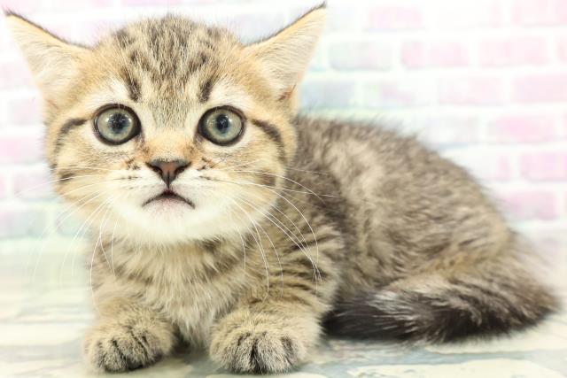 新潟県のミヌエット (Coo&RIKU長岡店/2026年6月14日生まれ/男の子/ブラウンタビー)の子猫の2枚目の画像