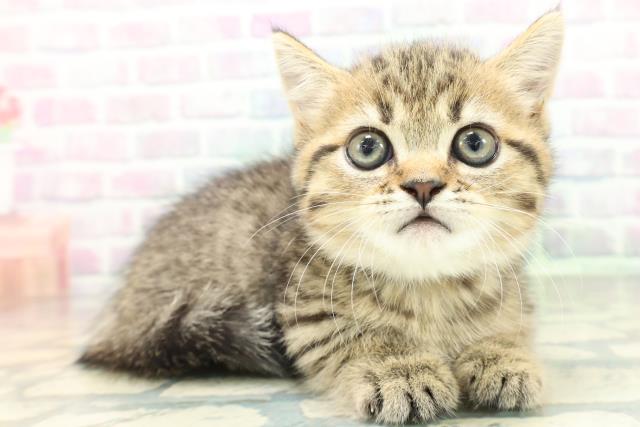 新潟県のミヌエット (Coo&RIKU長岡店/2026年6月14日生まれ/男の子/ブラウンタビー)の子猫の3枚目の画像
