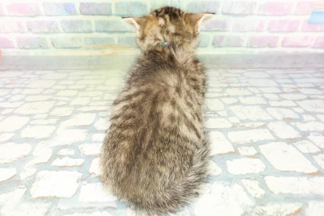 新潟県のミヌエット (Coo&RIKU長岡店/2026年6月14日生まれ/男の子/ブラウンタビー)の子猫の4枚目の画像