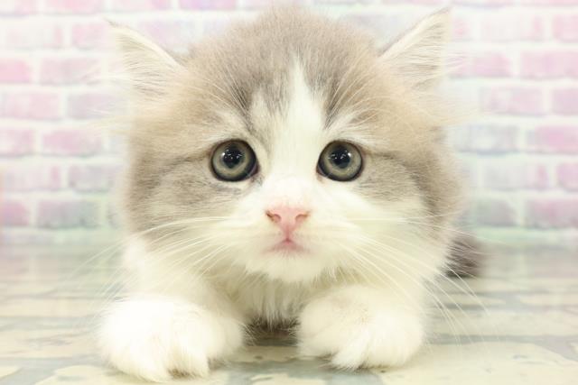 新潟県のフォールデックス (Coo&RIKU長岡店/2026年6月13日生まれ/男の子/ブルータビーホワイト)の子猫の1枚目の画像