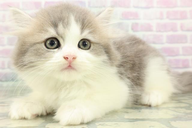 新潟県のフォールデックス (Coo&RIKU長岡店/2026年6月13日生まれ/男の子/ブルータビーホワイト)の子猫の2枚目の画像