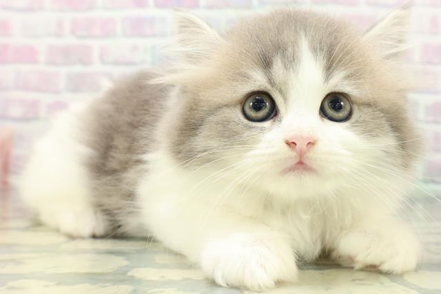 新潟県のフォールデックス (Coo&RIKU長岡店/2026年6月13日生まれ/男の子/ブルータビーホワイト)の子猫の3枚目の画像