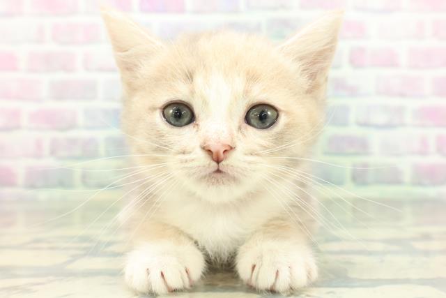 石川県のマンチカン (Coo&RIKU金沢店/2026年6月9日生まれ/女の子/ダイリュートキャリコ)の子猫の1枚目の画像