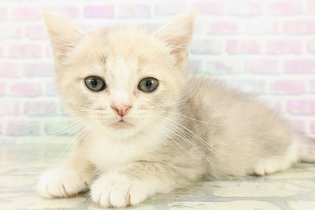 石川県のマンチカン (Coo&RIKU金沢店/2026年6月9日生まれ/女の子/ダイリュートキャリコ)の子猫の2枚目の画像