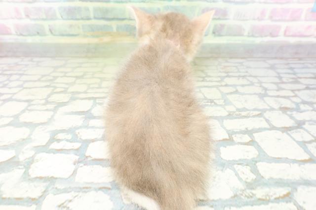 石川県のマンチカン (Coo&RIKU金沢店/2026年6月9日生まれ/女の子/ダイリュートキャリコ)の子猫の4枚目の画像