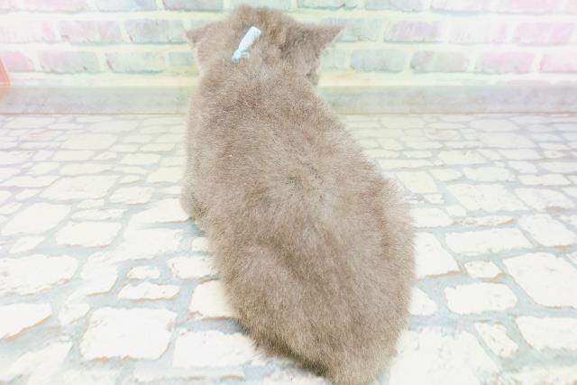 石川県のブリティッシュショートヘアー (Coo&RIKUイオン野々市南店/2026年6月7日生まれ/男の子/ブルー)の子猫の4枚目の画像