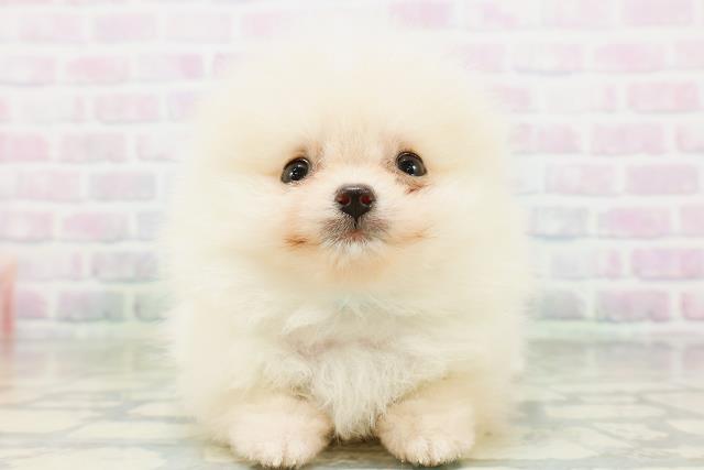 新潟県のポメラニアン (Coo&RIKU上越店/2026年6月16日生まれ/男の子/クリーム)の子犬の1枚目の画像