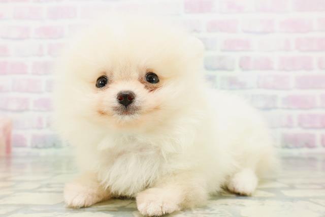 新潟県のポメラニアン (Coo&RIKU上越店/2026年6月16日生まれ/男の子/クリーム)の子犬の2枚目の画像