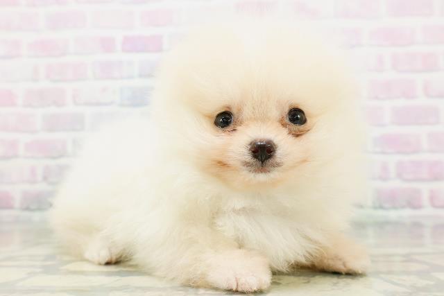 新潟県のポメラニアン (Coo&RIKU上越店/2026年6月16日生まれ/男の子/クリーム)の子犬の3枚目の画像