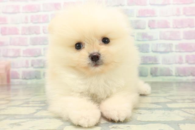 東京都のポメラニアン (Coo&RIKU中野サンモール店/2026年6月16日生まれ/男の子/クリーム)の子犬の1枚目の画像