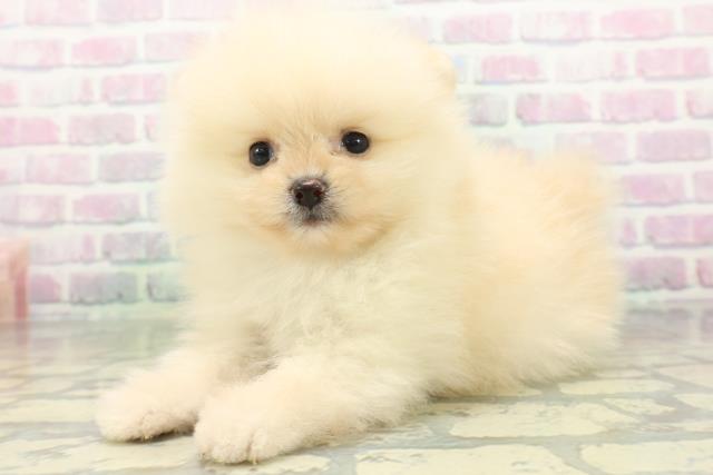 東京都のポメラニアン (Coo&RIKU中野サンモール店/2026年6月16日生まれ/男の子/クリーム)の子犬の2枚目の画像