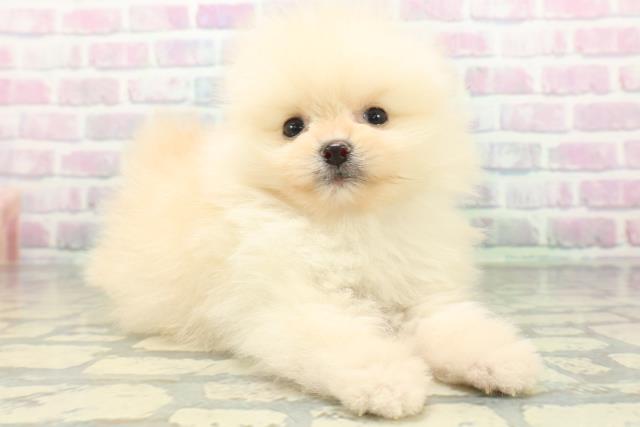東京都のポメラニアン (Coo&RIKU中野サンモール店/2026年6月16日生まれ/男の子/クリーム)の子犬の3枚目の画像