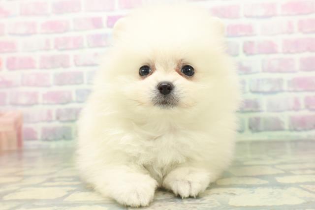 宮城県のポメラニアン (Coo&RIKU石巻店/2026年6月14日生まれ/女の子/クリーム)の子犬の1枚目の画像