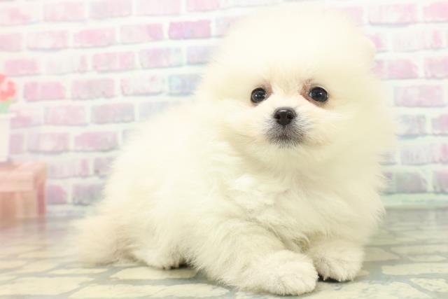 宮城県のポメラニアン (Coo&RIKU石巻店/2026年6月14日生まれ/女の子/クリーム)の子犬の3枚目の画像