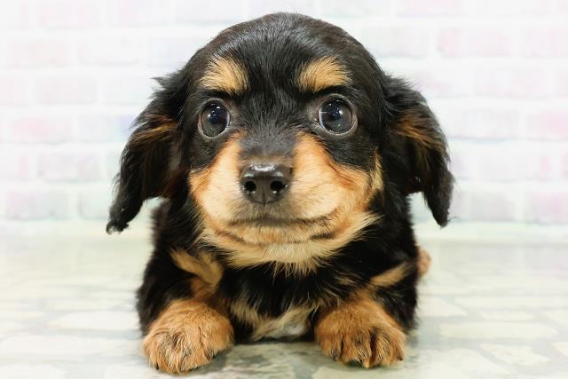 東京都のハーフ犬・ミックス犬 (Coo&RIKU自由が丘店/2026年6月16日生まれ/女の子/ブラックタン)の子犬の1枚目の画像