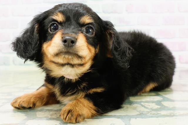 東京都のハーフ犬・ミックス犬 (Coo&RIKU自由が丘店/2026年6月16日生まれ/女の子/ブラックタン)の子犬の2枚目の画像