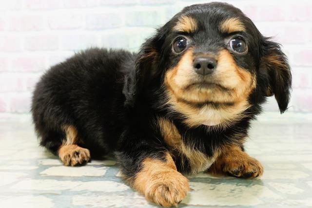 東京都のハーフ犬・ミックス犬 (Coo&RIKU自由が丘店/2026年6月16日生まれ/女の子/ブラックタン)の子犬の3枚目の画像
