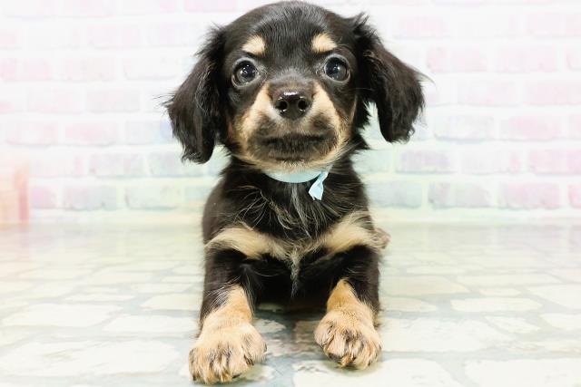 新潟県のハーフ犬・ミックス犬 (Coo&RIKU上越店/2026年6月16日生まれ/男の子/ブラックタン)の子犬の1枚目の画像